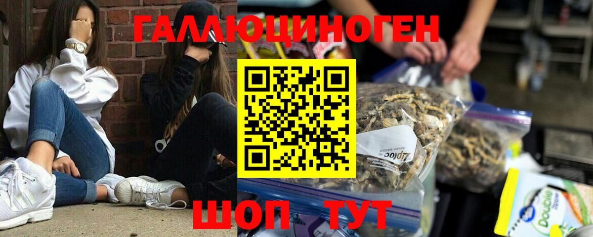Псилоцибиновые грибы Psilocybe Волоколамск